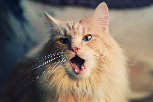 “赛场救援：危机中的英雄瞬间”，赛场急救