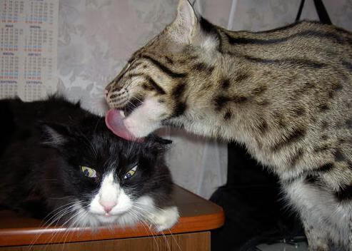 开云网页版登录入口-“生死瞬间：赛场上的救援与奇迹”，生死瞬间视频