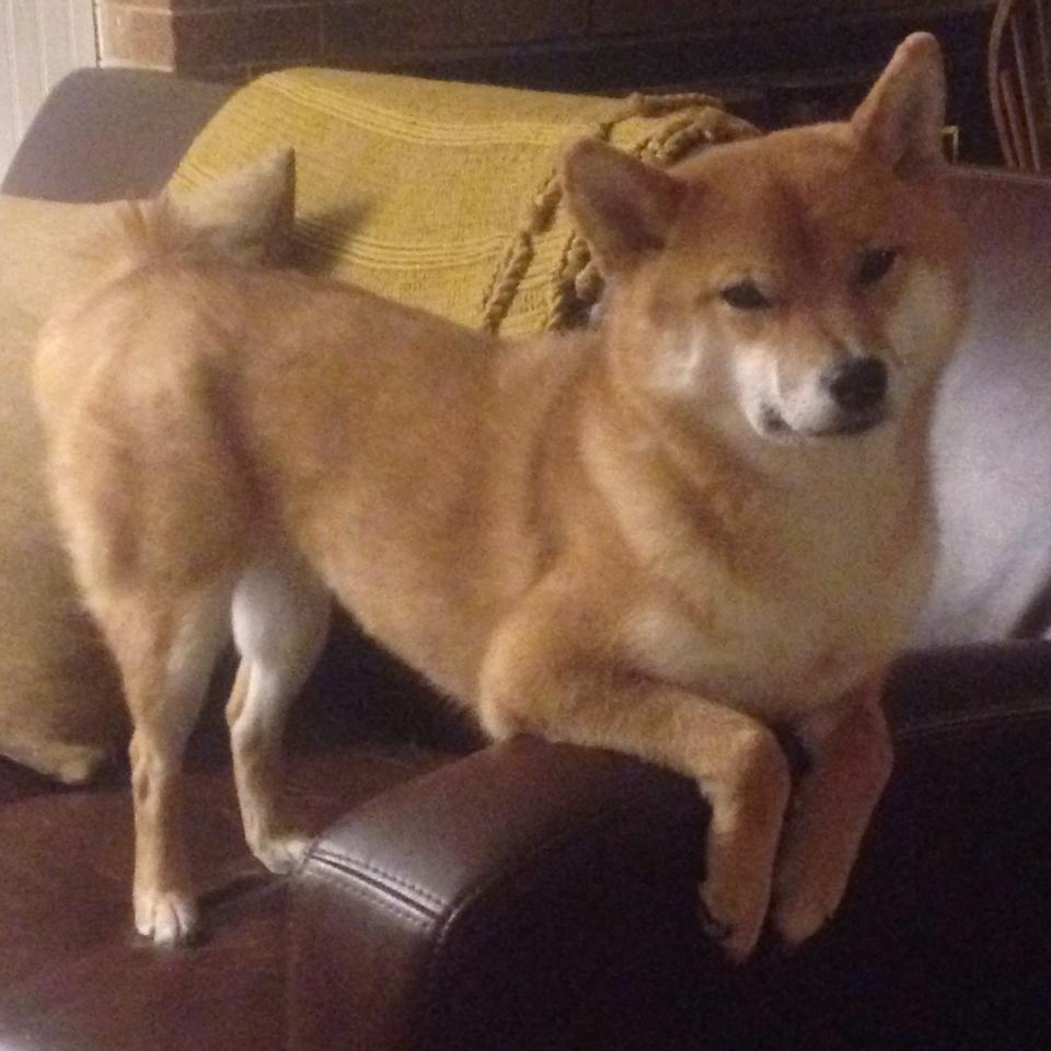 史上最“燃”关键三分：一球点燃全场激情！，一分钟三分球世界纪录